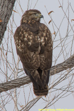 juvenile